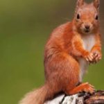 10 интересных фактов о животных лесных зон