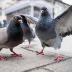 Интересные факты о голубях