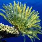 Интересные факты о морских лилиях