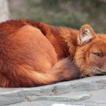 Интересные факты о красном волке