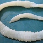 15 интересных фактов о плоских червях
