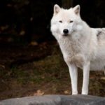 15 интересных фактов о полярном волке