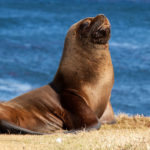 16 интересных фактах о морских львах