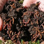 Интересные факты о кольчатых червях