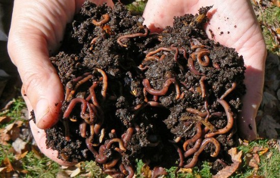 Интересные факты о кольчатых червях