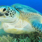 17 интересных фактов о морских черепахах