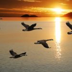17 интересных фактов о перелетных птицах