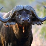 Интересные факты о буйволах