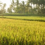 19 интересных фактов о рисе