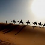 30 интересных фактов о верблюдах