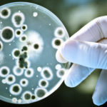 20 интересных фактов о бактериях