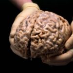 20 интересных фактов о мозге