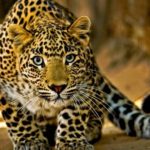 20 интересных фактов о леопардах