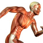 18 интересных фактов о мышцах