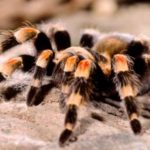 факты о тарантулах