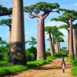 26 интересных фактов о Мадагаскаре