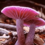 23 интересных факта о грибах