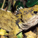 22 интересных факта о рептилиях