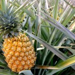 Интересные факты об ананасах