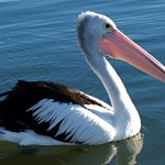 24 интересных факта о пеликанах