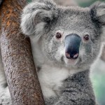 23 интересных факта о коалах
