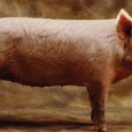 23 интересных факта о свиньях