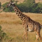23 интересных факта о жирафах