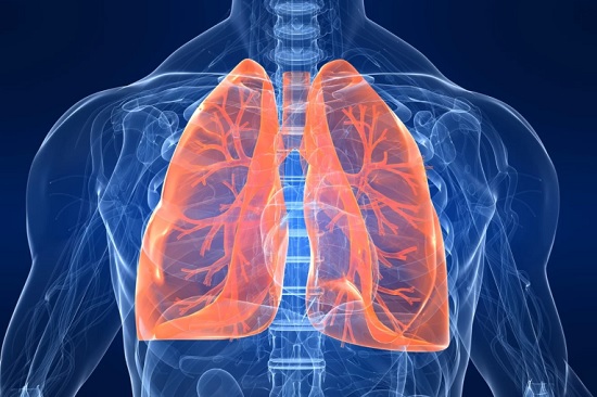 Интересные факты о дыхательной системе