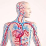 25 интересных фактов о кровеносной системе