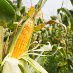 25 интересных фактов о кукурузе