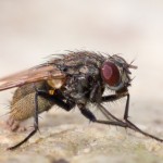 25 интересных фактов о мухах