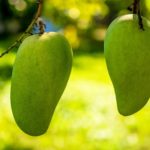 25 интересных фактов о манго