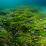 Интересные факты о водорослях