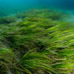 26 интересных фактов о водорослях