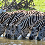 Интересные факты о зебрах