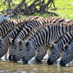 26 интересных фактов о зебрах
