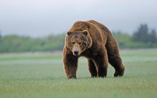 Интересные факты о буром медведе
