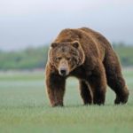 27 интересных фактов о буром медведе