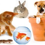 27 интересных фактов о домашних животных
