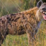 27 интересных фактов о гиенах
