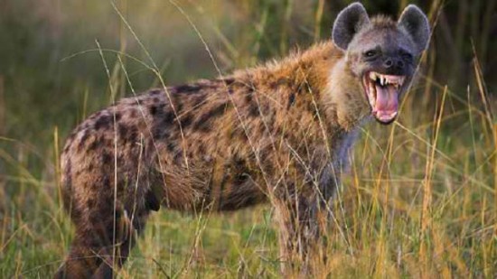 Интересные факты о гиенах