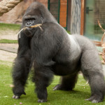 27 интересных фактов о гориллах