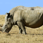 30 интересных фактов о носорогах