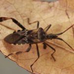 30 интересных фактов о жуках