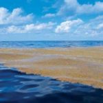 8 интересных фактов о Саргассовом море