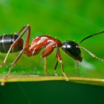 25 интересных фактов о муравьях