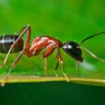 25 интересных фактов о муравьях
