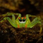 31 интересный факт о пауках