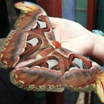 20 интересных фактов о бабочках