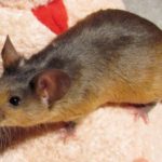 12 интересных фактов о мышах